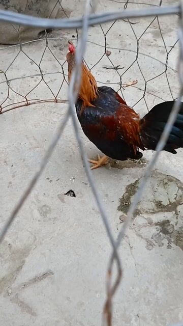 Gà tre Bắc 4l8. Mua bán Gà tại Quận Thốt Nốt Cần Thơ được đăng bởi gà tre Bắc  hình 1