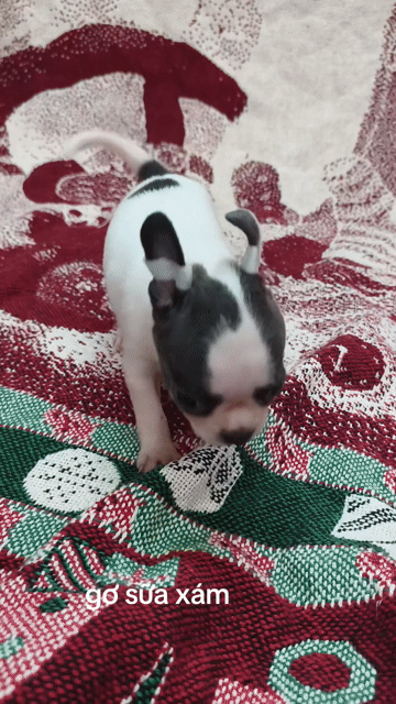 Chó Chihuahua bò sữa xám. Mua bán Chó tại Quận 8 Tp Hồ Chí Minh được đăng bởi ZoZo House Chihuahua hình 1