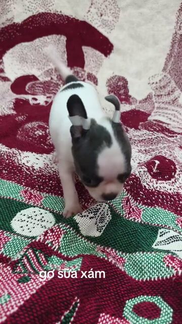 Chó Chihuahua bò sữa xám. Mua bán Chó tại Quận 8 Tp Hồ Chí Minh được đăng bởi ZoZo House Chihuahua hình 1