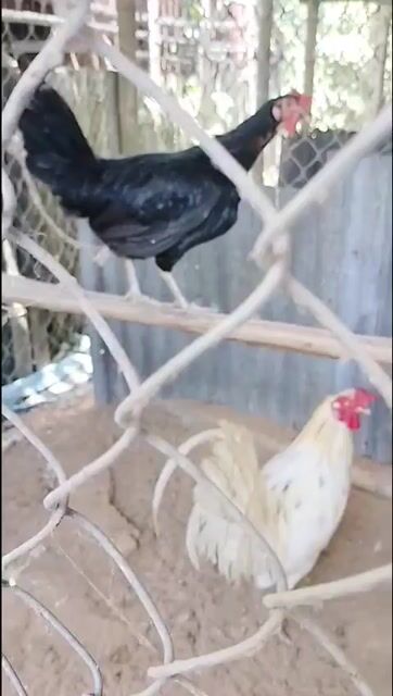 Gà Mỹ Đen trắng Trưởng thành. Mua bán Gà tại Huyện Mỹ Xuyên Sóc Trăng được đăng bởi Châu Minh Nhựt  hình 1