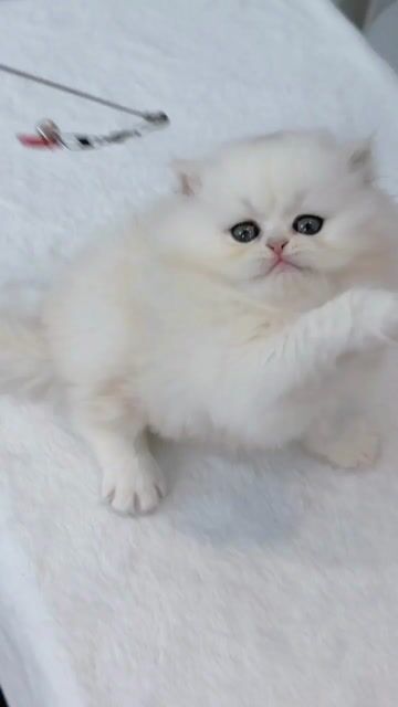 Mèo munchkin chân lùn trắng tinh như bông kute. Mua bán Mèo tại Thành phố Thủ Đức Tp Hồ Chí Minh được đăng bởi Âu Minh Huy hình 1