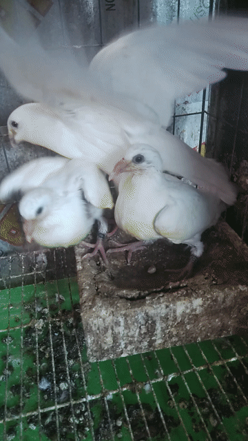 Bồ câu Thái đua Trắng Chim con Khỏe mạnh. Mua bán Chim tại Quận 6 Tp Hồ Chí Minh được đăng bởi Quân hình 1