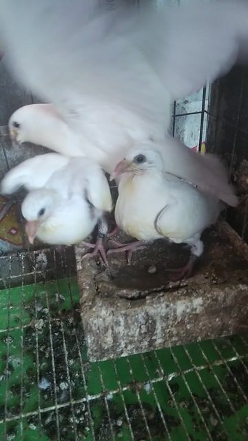 Bồ câu Thái đua Trắng Chim con Khỏe mạnh. Mua bán Chim tại Quận 6 Tp Hồ Chí Minh được đăng bởi Quân hình 1