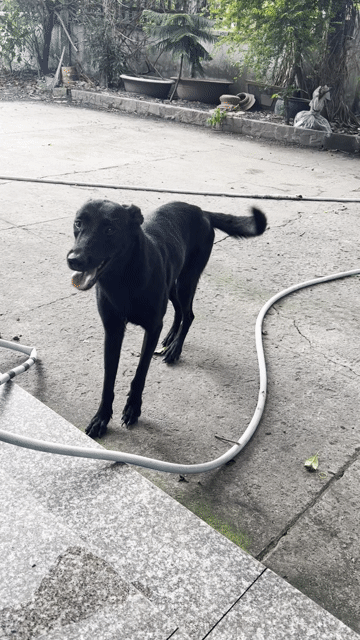 Chó Malinois Cái Đen tuyền. Mua bán Chó tại Huyện Hóc Môn Tp Hồ Chí Minh được đăng bởi Ơ Đây Chi Co Meo Xinh hình 1