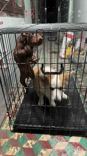 Chó Corgi đực 1 năm tuổi trắng cam. Mua bán Chó tại Thành phố Qui Nhơn Bình Định được đăng bởi Hồ Xuân Khiêm hình 1
