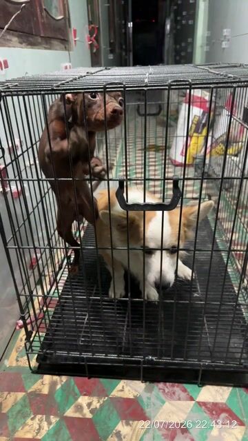 Chó Corgi đực 1 năm tuổi trắng cam. Mua bán Chó tại Thành phố Qui Nhơn Bình Định được đăng bởi Hồ Xuân Khiêm hình 1