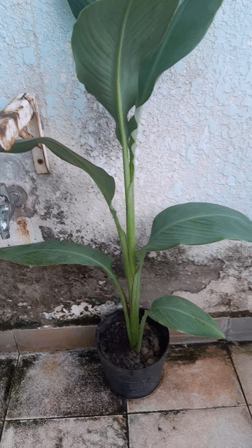 Cây cảnh Chuối Hoa 60cm, Xanh bóng. Mua bán Cây cảnh, đồ trang trí tại Quận Phú Nhuận Tp Hồ Chí Minh được đăng bởi Thanh Ngoc hình 1