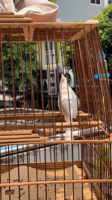 Chào Mào Mái Bạch Tinh Ghen Đâu. Mua bán Chim tại Quận 5 Tp Hồ Chí Minh được đăng bởi Giàng A Tắc hình 1