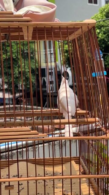 Chào Mào Mái Bạch Tinh Ghen Đâu. Mua bán Chim tại Quận 5 Tp Hồ Chí Minh được đăng bởi Giàng A Tắc hình 1