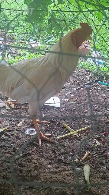 Gà nọc Bướm râu Thái Mỹ đực lông mới. Mua bán Gà tại Huyện Bình Chánh Tp Hồ Chí Minh được đăng bởi CÔNG TUẤN hình 1