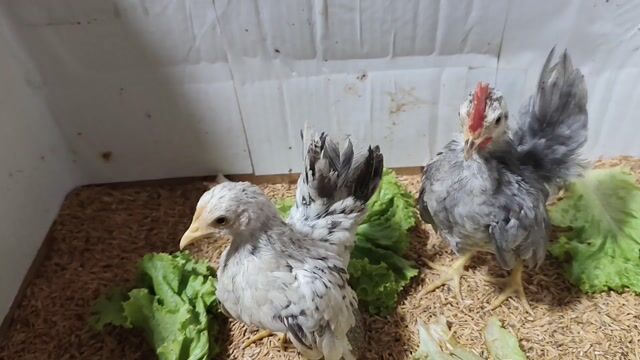 TRỐNG XÁM MÁI NHẠN BÔNG SERAMA. Mua bán Gà tại Quận 8 Tp Hồ Chí Minh được đăng bởi THUẬN PHÁT SERAMA hình 1