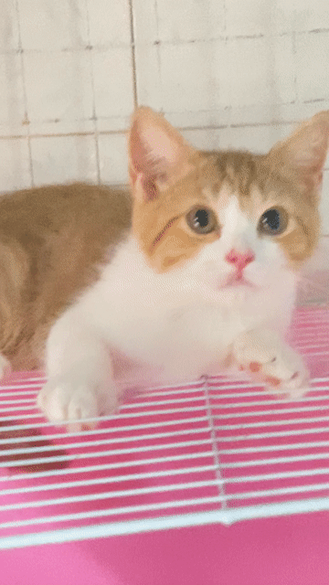 Mèo Anh lông ngắn 2 bé đực 2,5th. Mua bán Mèo tại Quận 8 Tp Hồ Chí Minh được đăng bởi Thanh thúy hình 1