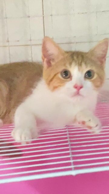 Mèo Anh lông ngắn 2 bé đực 2,5th. Mua bán Mèo tại Quận 8 Tp Hồ Chí Minh được đăng bởi Thanh thúy hình 1