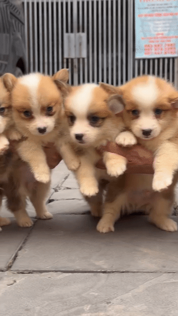 Corgi thuần chủng. Mua bán Chó tại Quận Liên Chiểu Đà Nẵng được đăng bởi V Petshop Đà Nẵng hình 1