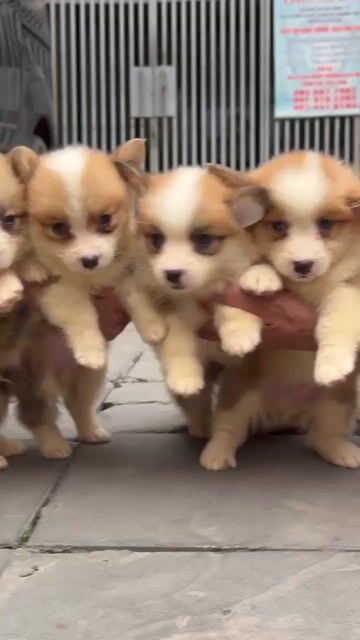 Corgi thuần chủng. Mua bán Chó tại Quận Liên Chiểu Đà Nẵng được đăng bởi V Petshop Đà Nẵng hình 1