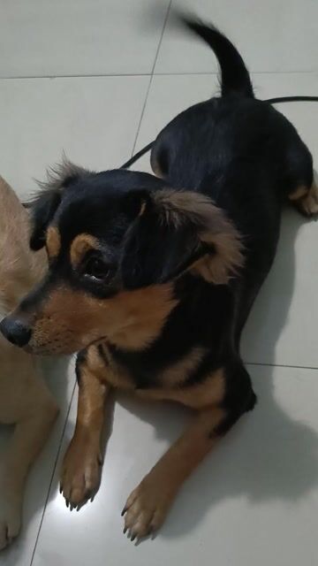 Tìm nhà mới cho em Mực xinh đẹp . Mua bán Chó tại Thành phố Thủ Đức Tp Hồ Chí Minh được đăng bởi Sang hình 2