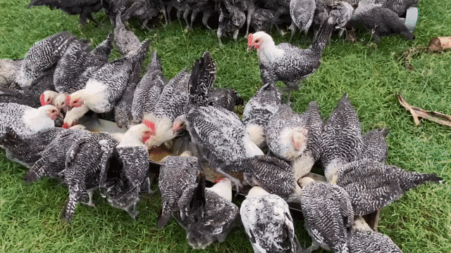 chuyên cung cấp gà siêu trứng Ai Cập mọi độ tuổi. Mua bán Đồ chuyên dụng, Giống nuôi trồng tại Quận Bình Tân Tp Hồ Chí Minh được đăng bởi Nông Trại Xanh Phương Nam hình 1