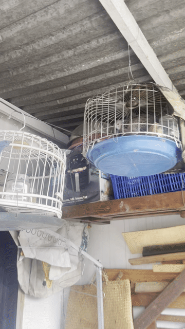 Chim cu một mùa. Mua bán Chim tại Thành phố Thủ Đức Tp Hồ Chí Minh được đăng bởi Phạm Văn An hình 1