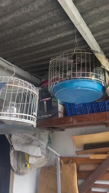Chim cu một mùa. Mua bán Chim tại Thành phố Thủ Đức Tp Hồ Chí Minh được đăng bởi Phạm Văn An hình 1