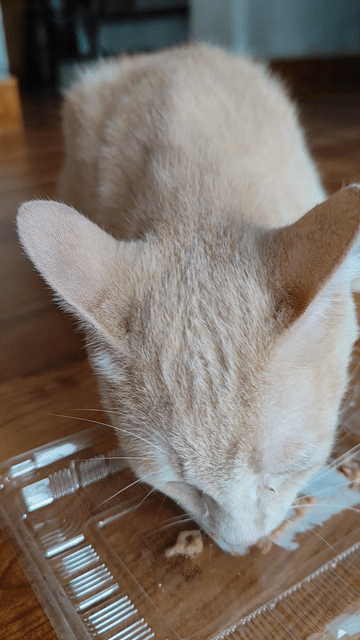 Mèo Ginger Đực 4 tháng vàng kem. Mua bán Mèo tại Huyện Đông Anh Hà Nội được đăng bởi Mr Tường Hồ Tây hình 1