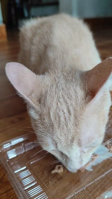 Mèo Ginger Đực 4 tháng vàng kem. Mua bán Mèo tại Huyện Đông Anh Hà Nội được đăng bởi Mr Tường Hồ Tây hình 1