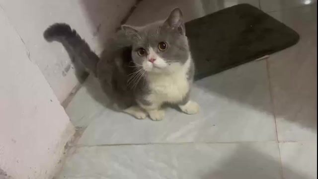 Mèo Munchkin đực lớn bicolor 8 tháng tuổi. Mua bán Mèo tại Thành phố Thủ Đức Tp Hồ Chí Minh được đăng bởi Âu Minh Huy hình 1