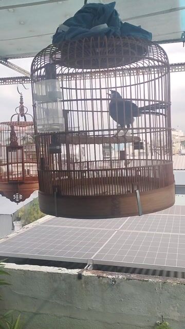 BM 3 Mùa . Mua bán Chim tại Quận Tân Bình Tp Hồ Chí Minh được đăng bởi Đam mê 1Thời hình 1