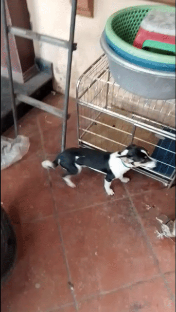 Chó Fox Cái 1 tuổi màu Đen. Mua bán Chó tại Huyện Đông Anh Hà Nội được đăng bởi hmong coc hình 1