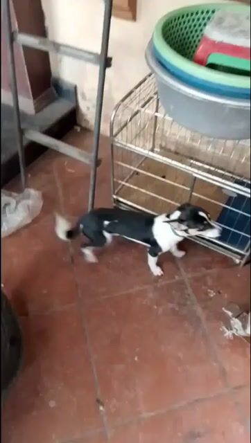 Chó Fox Cái 1 tuổi màu Đen. Mua bán Chó tại Huyện Đông Anh Hà Nội được đăng bởi hmong coc hình 1