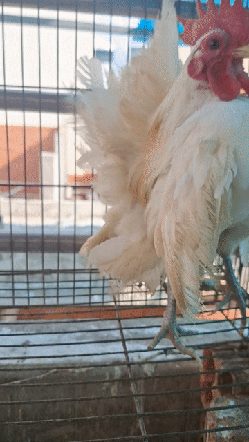 Gà Semera trống nhạn Trắng Đực. Mua bán Gà tại Quận 7 Tp Hồ Chí Minh được đăng bởi Phan Văn nghĩa hình 1