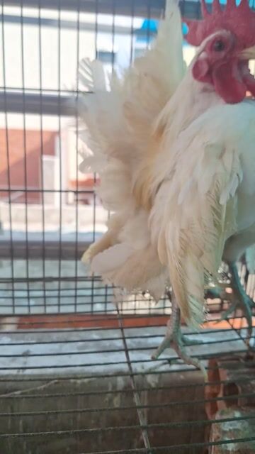 Gà Semera trống nhạn Trắng Đực. Mua bán Gà tại Quận 7 Tp Hồ Chí Minh được đăng bởi Phan Văn nghĩa hình 1