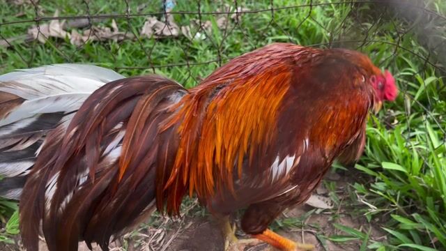 Gà trống Vàng 4.1kg. Mua bán Gà tại Huyện Cái Bè Tiền Giang được đăng bởi 1994   ý mỹ Thuận hình 1