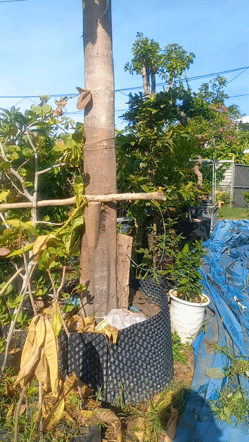 Cây Bồ đề đỏ.cây nhãn.. Mua bán Cây cảnh, đồ trang trí tại Quận Cẩm Lệ Đà Nẵng được đăng bởi vinh hình 1