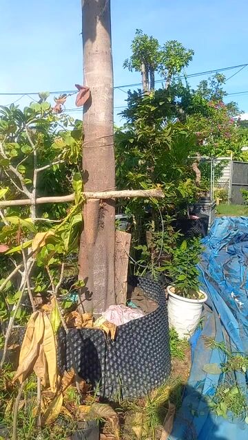 Cây Bồ đề đỏ.cây nhãn.. Mua bán Cây cảnh, đồ trang trí tại Quận Cẩm Lệ Đà Nẵng được đăng bởi vinh hình 1