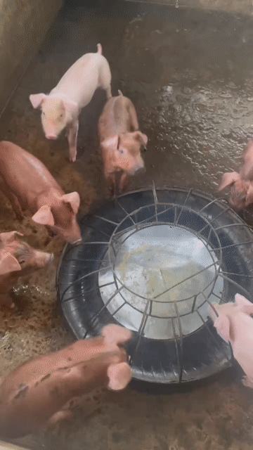 Heo con khỏe mạnh nhiều màu. Mua bán Thú cưng khác tại Huyện Giồng Riềng Kiên Giang được đăng bởi Khánh hình 1