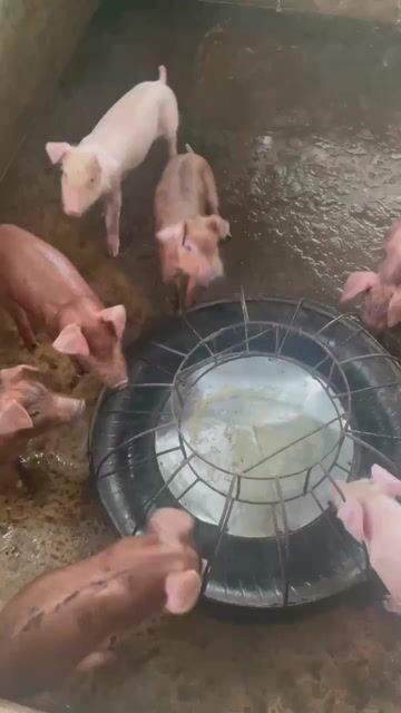 Heo con khỏe mạnh nhiều màu. Mua bán Thú cưng khác tại Huyện Giồng Riềng Kiên Giang được đăng bởi Khánh hình 1
