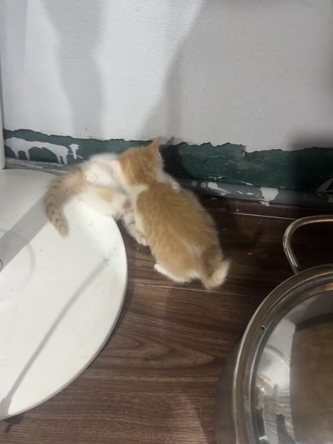 Mèo Anh lông ngắn lai Vàng trắng. Mua bán Mèo tại Quận Long Biên Hà Nội được đăng bởi Ngọc Hoa hình 1