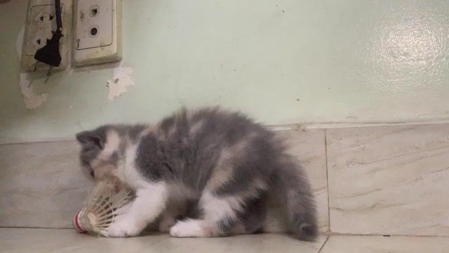 Mèo Munchkin đực Vàng kem 2 tháng. Mua bán Mèo tại Quận Đống Đa Hà Nội được đăng bởi lê Anh đức hình 1
