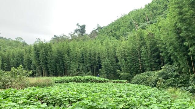 Tìm đầu ra cho củ cải hàn quốc,rau su su. Mua bán Đồ ăn, thực phẩm và các loại khác tại Huyện Tân Lạc Hòa Bình được đăng bởi Bùi Văn Cường hình 1
