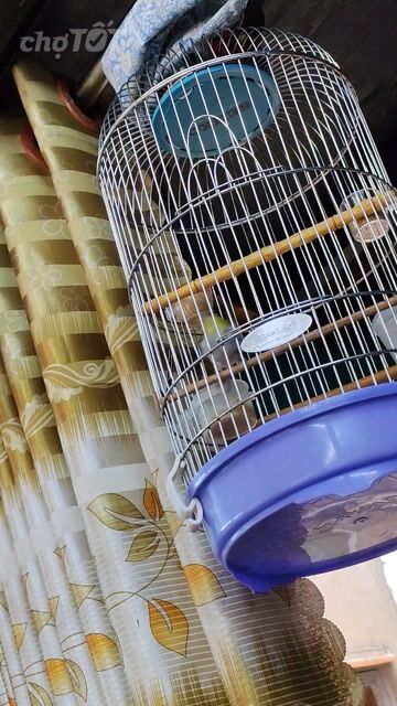 Bộ vành khuyên thái độ tốt,đang thay lông. Mua bán Chim tại Quận 8 Tp Hồ Chí Minh được đăng bởi Nghị Hòa Tâm hình 1
