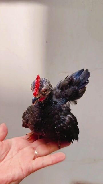 Gà Serama trống. Mua bán Gà tại Quận 10 Tp Hồ Chí Minh được đăng bởi MR Phong  hình 1