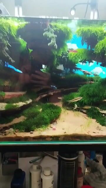 Hồ thủy sinh 644 Đầy đủ. Mua bán Phụ kiện, Thức ăn, Dịch vụ tại Quận 4 Tp Hồ Chí Minh được đăng bởi Thanh Vu hình 1