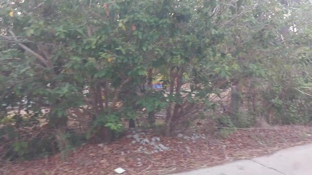 Bán mai khủng bốn lăm tặng mai cồ. Mua bán Cây cảnh, đồ trang trí tại Huyện Hòn Đất Kiên Giang được đăng bởi Thành Tân Nguyễn hình 1