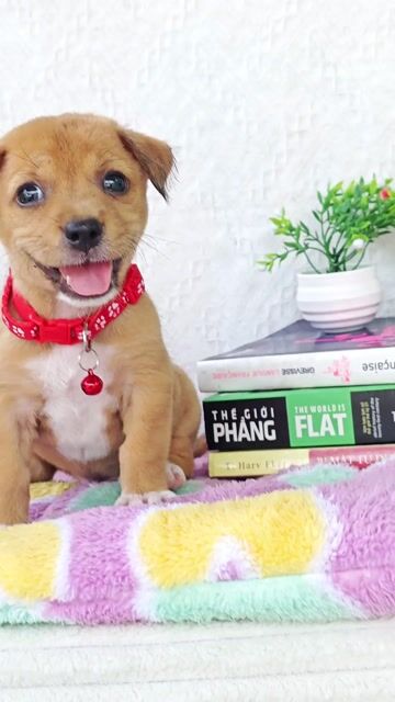 Bé gái Nhật F xin chào sen ạ😍😍😍. Mua bán Chó tại Huyện Hóc Môn Tp Hồ Chí Minh được đăng bởi Smile Pet hình 1