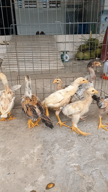 tốp 8 con asil mỹ f1 không có máu Việt . Mua bán Gà tại Quận Ô Môn Cần Thơ được đăng bởi Trại gà đá sai phan hình 1