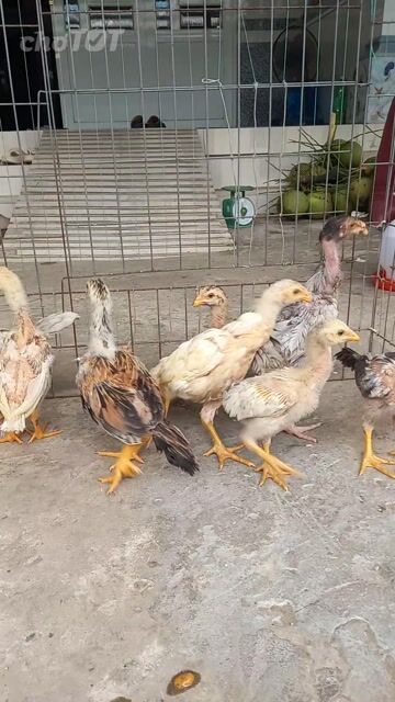 tốp 8 con asil mỹ f1 không có máu Việt . Mua bán Gà tại Quận Ô Môn Cần Thơ được đăng bởi Trại gà đá sai phan hình 1