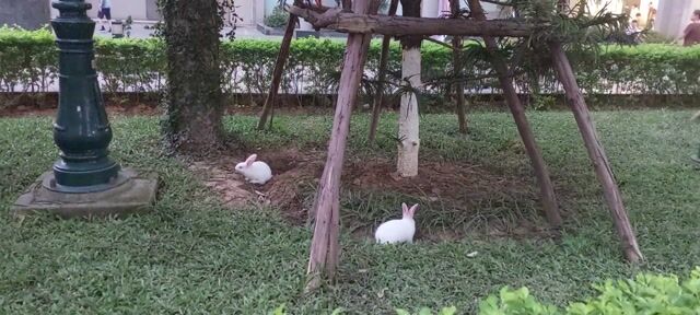 Thỏ cảnh tai dài Trắng 1 tháng. Mua bán Thú cưng khác tại Huyện Thanh Trì Hà Nội được đăng bởi Minh Hải hình 1