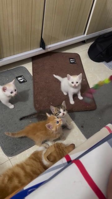 TÌM NHÀ YÊU THƯƠNG CHO MÈO HƠN 1 THÁNG. Mua bán Mèo tại Quận 12 Tp Hồ Chí Minh được đăng bởi Minh Thảo hình 1