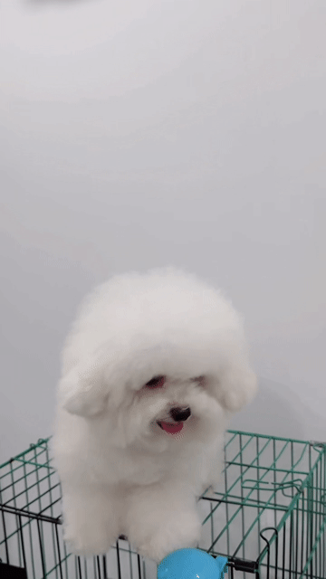 Chó Bichon đực 2 tuổi  2.2kg. Mua bán Chó tại Quận Hai Bà Trưng Hà Nội được đăng bởi Maison Bichon hình 1
