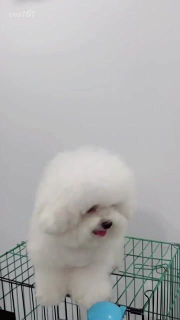Chó Bichon đực 2 tuổi  2.2kg. Mua bán Chó tại Quận Hai Bà Trưng Hà Nội được đăng bởi Maison Bichon hình 1